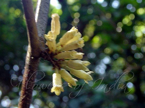 South Indian Silverberry